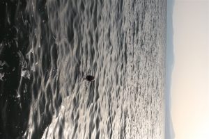 IMG_9309